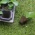 Import Black Plastic Nursery Trays Seed Tray, Vegetables Nursery Plant Trays from China