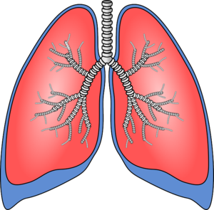 Bronchial Asthma - Ayurvedic Medicine - Organic Herbal - Assured Result - Bronchodilation