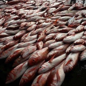 Cheap Fresh Sea Frozen Red Snapper WR Good Sale Indonesia Origin Seafood Fish
