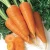 Import China fresh carrot from China