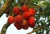 Import Chinese Fresh Fruits Fresh Lychee Fruits Top Quality from China