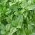Import Chinese Herbs Sweet Basil Seeds For Planting from China