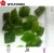 Import Chinese hot sales product new crop 2015 Frozen IQF red/green bell pepper good quality best price from China