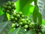 Coffee Ethiopia High Quality