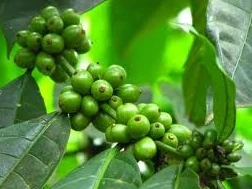 Coffee Ethiopia High Quality