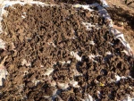 Cow Dung compost - organic fertilizer Vietnam origin