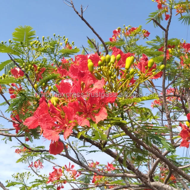 Delonix regia Tree Decoration Plant Decors Natural Plant Tropical