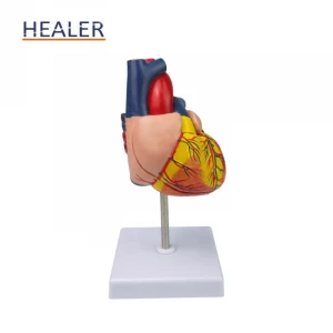 Detachable plastic anatomical human heart model