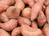 egyption sweet potato