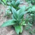 Factory Supply Perennial Syrnprtytum Peregrinum Seeds for Forage