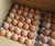 Import FARM FRESH TABLE CHICKEN EGGS FROM TURKEY HALAL GRADE A FOR SALE from Philippines