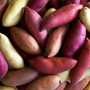 Farm price Sweet Potato japanese sweet potato/ red, yellow, purple skin for Sale
