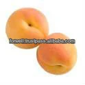 Fresh Apricot new crops