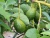 Import Fresh Avocados, Hass Avocados from Thailand