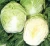 Import Fresh Cabbages from India