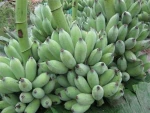 Fresh Cavendish Banana with Best Price Wholesaledish Banana with Best Price Wholesale Veitnam