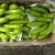 Import Fresh Cavendish Bananas from South Africa