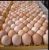 Import Fresh chicken eggs from Ukraine