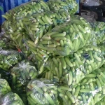 Fresh Cucumber High Quality Nature 500 Kg