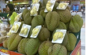 Fresh Durian High Quality from Malaysia