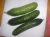 Import Fresh egyptian Cucumber high quality from Egypt