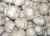 Import FRESH GARLIC from South Africa