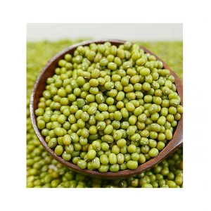 Fresh Mung Beans with HACCP Certificate - Dried Mung Beans Export to EU, USA, Japan, UAE, etc - Canned Vigna Beans