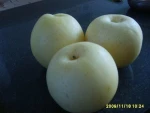 fresh pears
