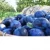 Import Fresh Plum Fruits from South Africa from South Africa