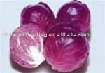 Fresh red cabbage