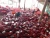 Import Fresh Red Onion +918371975707 from India
