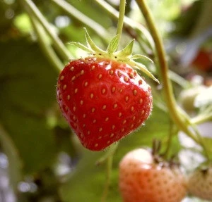 Fresh strawberry Wholesale price 2019 , strawberry  fruit best quality and price ready to export from Egypt