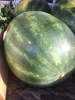 Fresh Sweet Seedless Watermelon, Seeded Watermelon, Galia Melons and Cantaloup