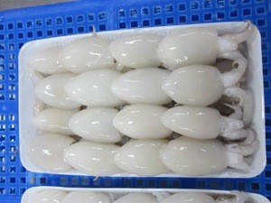 Frozen Baby Cuttlefish