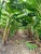 Import Green Natural Banana from Northern Vietnam from Vietnam
