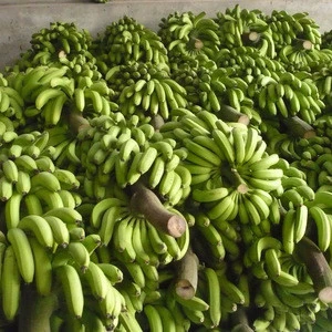 Green Premium Fresh Cavendish Bananas..