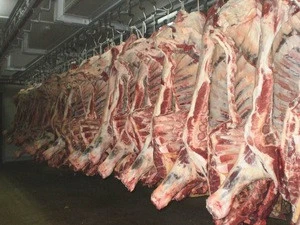 Halal Certified Frozen Boneless Beef Meat / Whole Frozen Beef Carcass