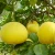 Import High quality fresh juicy yellow chinese pomelo for sale from China