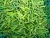 Import High Quality Frozen  IQF  Green Asparagus from China