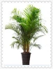 High Quality Home decoration Size Palm Tree Artificial Plants