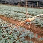 High Yield Yunnan Notoginseng Roots Seedling With Bud For Planting