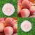 Import Highlighter powder high quality makeup puff glitter puff ball from China