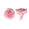 Home Decoration Products Carnation Preserved Flowers