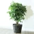 Import Home Outdoor Garden Decorative Plants Plastic Pots Plastic Wood Tree Bark Flower Pot from China