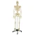 Human Anatomical Model Medical Science 170CM Skeleton