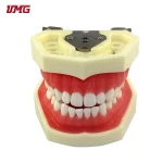 Human anatomical teeth model for teaching medical science