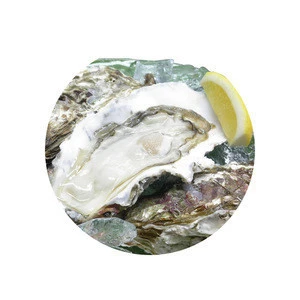 Japan fresh live shellfish 38*21*58 natural delicious oyster for sale