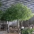 Latest design modern artificial plants faux ficus tree artificial banyan tree for indoor outdoor decor