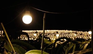 Led grow light for outdoor Dragon fruit blossom waterproof lamp pitaya flowering bulb lamp