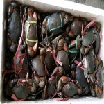 Live Fresh Whole Crab